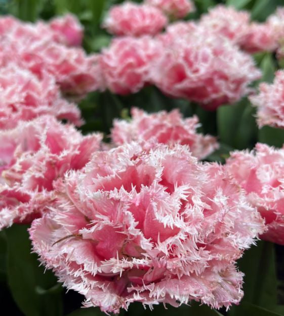 tulip queensland shop now at flower + furbishBulbs, garden, shipping