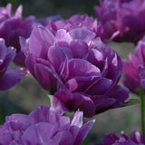 tulip blue spectacle