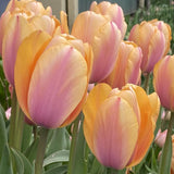 tulip blushing impression