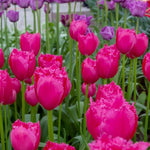 tulip burgundy lace shop now at flower + furbishBulbs, garden, shipping