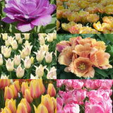 tulip designer bouquet