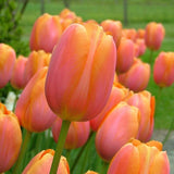 tulip dordogne