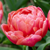 tulip etched salmon