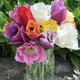 tulip fringed mixture