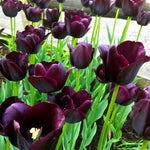 tulip paul scherer shop now at flower + furbishBulbs, garden, shipping