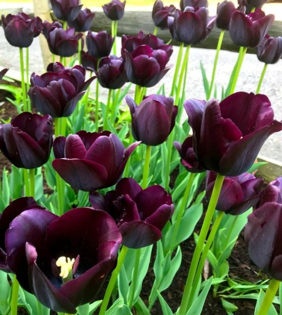 tulip paul scherer shop now at flower + furbishBulbs, garden, shipping