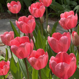 tulip pink impression