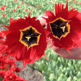 tulip robbedoes