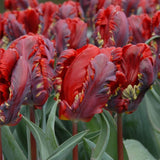 tulip rococo