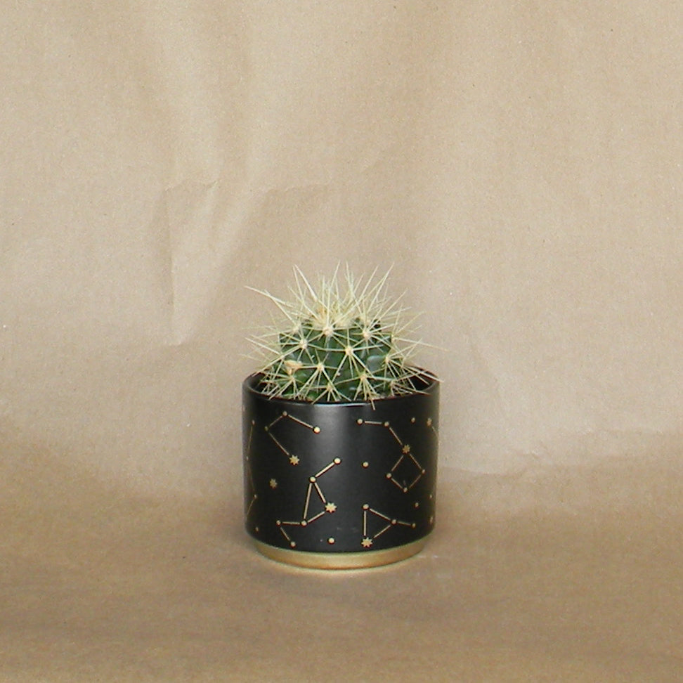 universe pot shop now at flower + furbish1 inch, 2 inch, 3 inch, 4 inch, gift, shipping