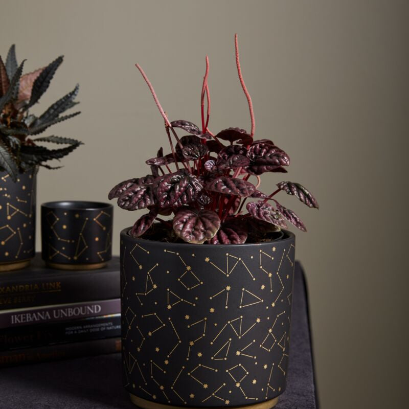universe pot shop now at flower + furbish1 inch, 2 inch, 3 inch, 4 inch, gift, shipping
