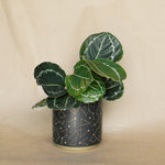 universe pot shop now at flower + furbish1 inch, 2 inch, 3 inch, 4 inch, gift, shipping