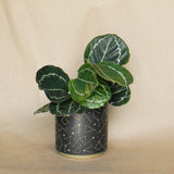 universe pot shop now at flower + furbish1 inch, 2 inch, 3 inch, 4 inch, gift, shipping