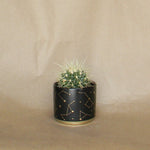 universe pot shop now at flower + furbish1 inch, 2 inch, 3 inch, 4 inch, gift, shipping