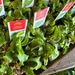 dionaea muscipula (venus fly trap) shop now at flower + furbishbright indirect light, carnivorous plant, moist, Non toxic