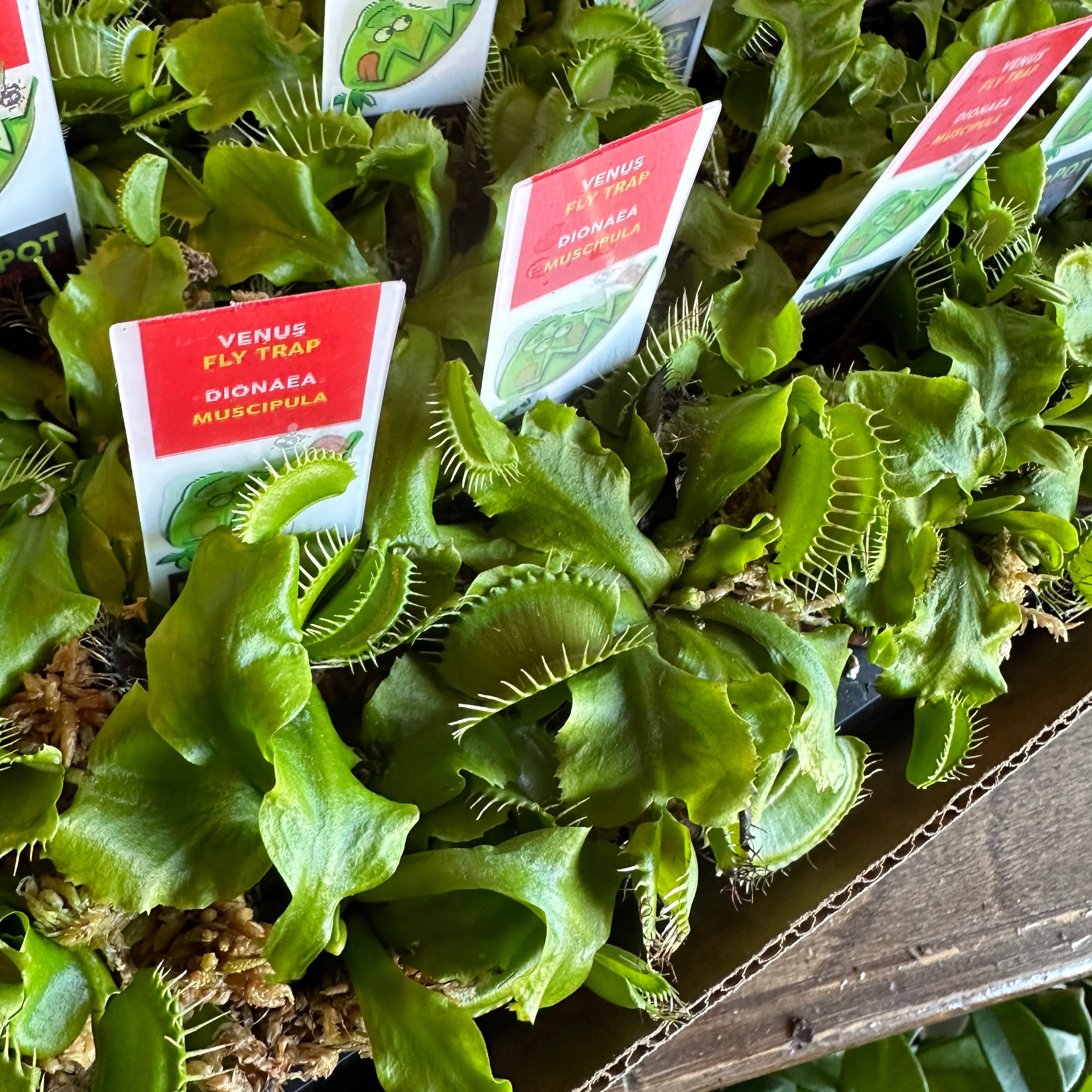 dionaea muscipula (venus fly trap) shop now at flower + furbishbright indirect light, carnivorous plant, moist, Non toxic