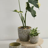 verde pot
