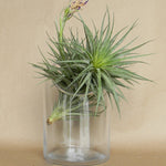 warner terrarium shop now at flower + furbish