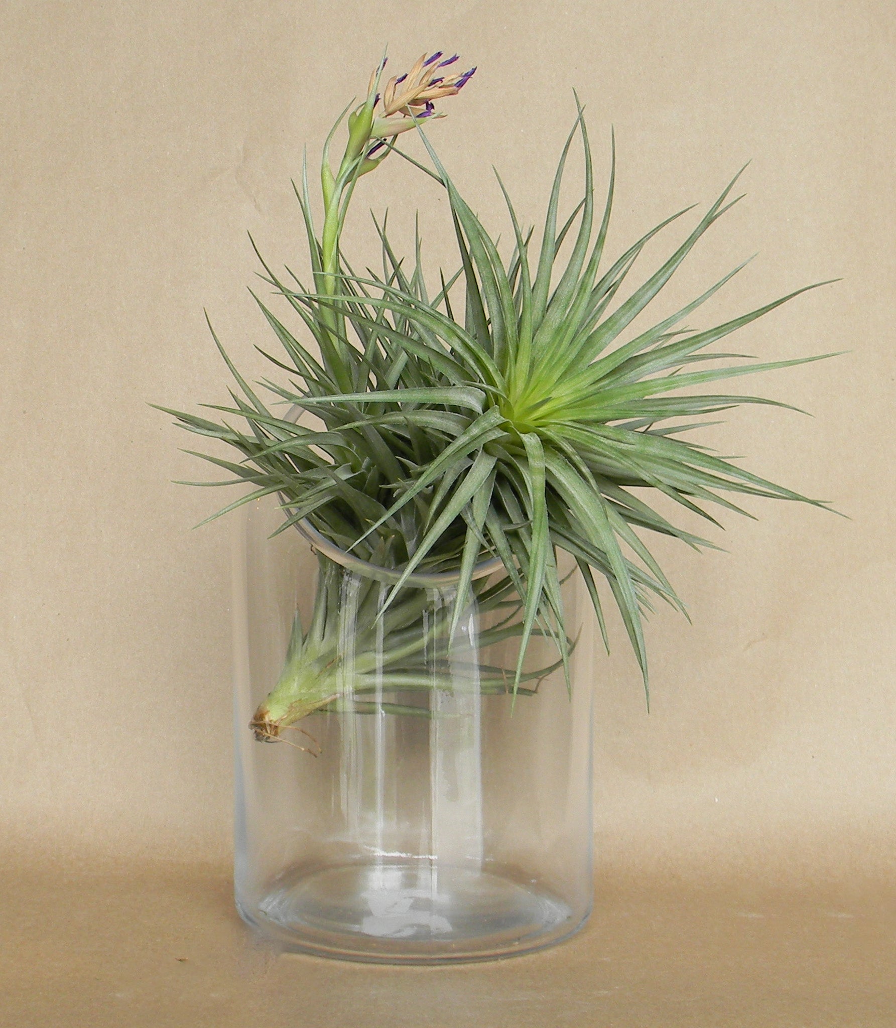 warner terrarium shop now at flower + furbish
