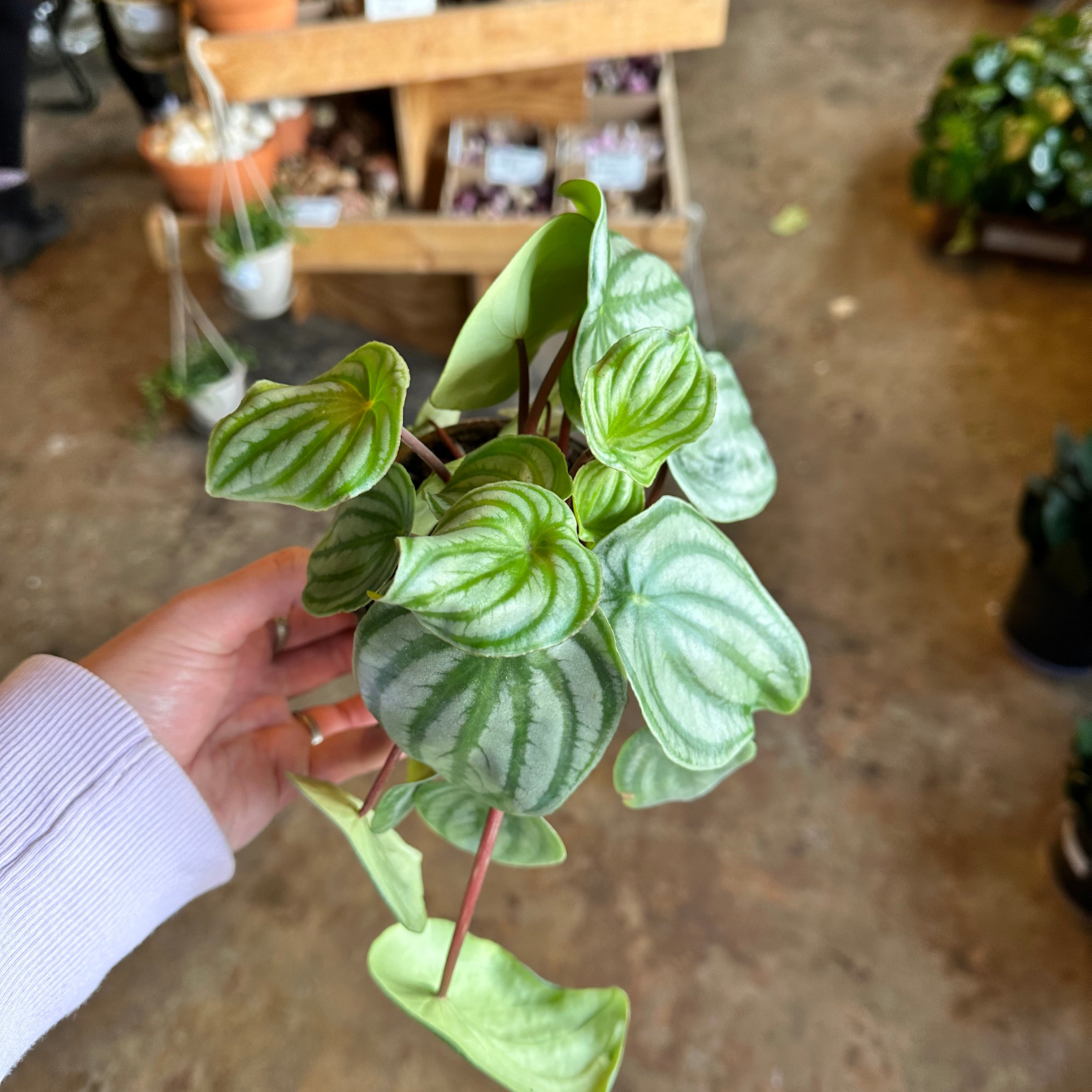 watermelon peperomia peperomia from flower + furbish Shop now at flower + furbish
