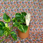 be you plant stick plant stick from flower + furbish Shop now at flower + furbish