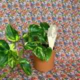 be you plant stick plant stick from flower + furbish Shop now at flower + furbish