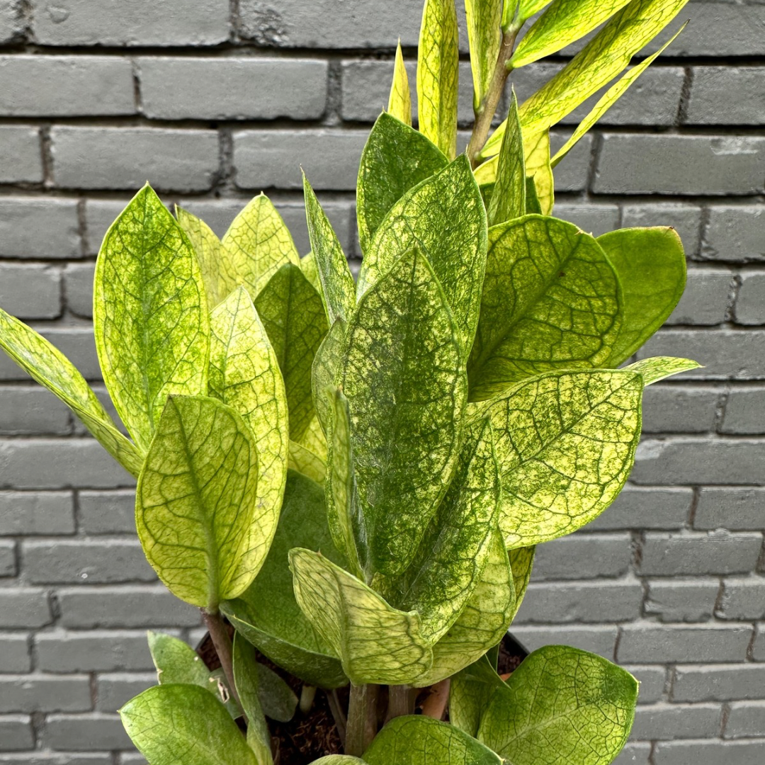 zamioculcas zamiifolia (zz chameleon) zz from flower + furbish Shop now at flower + furbish
