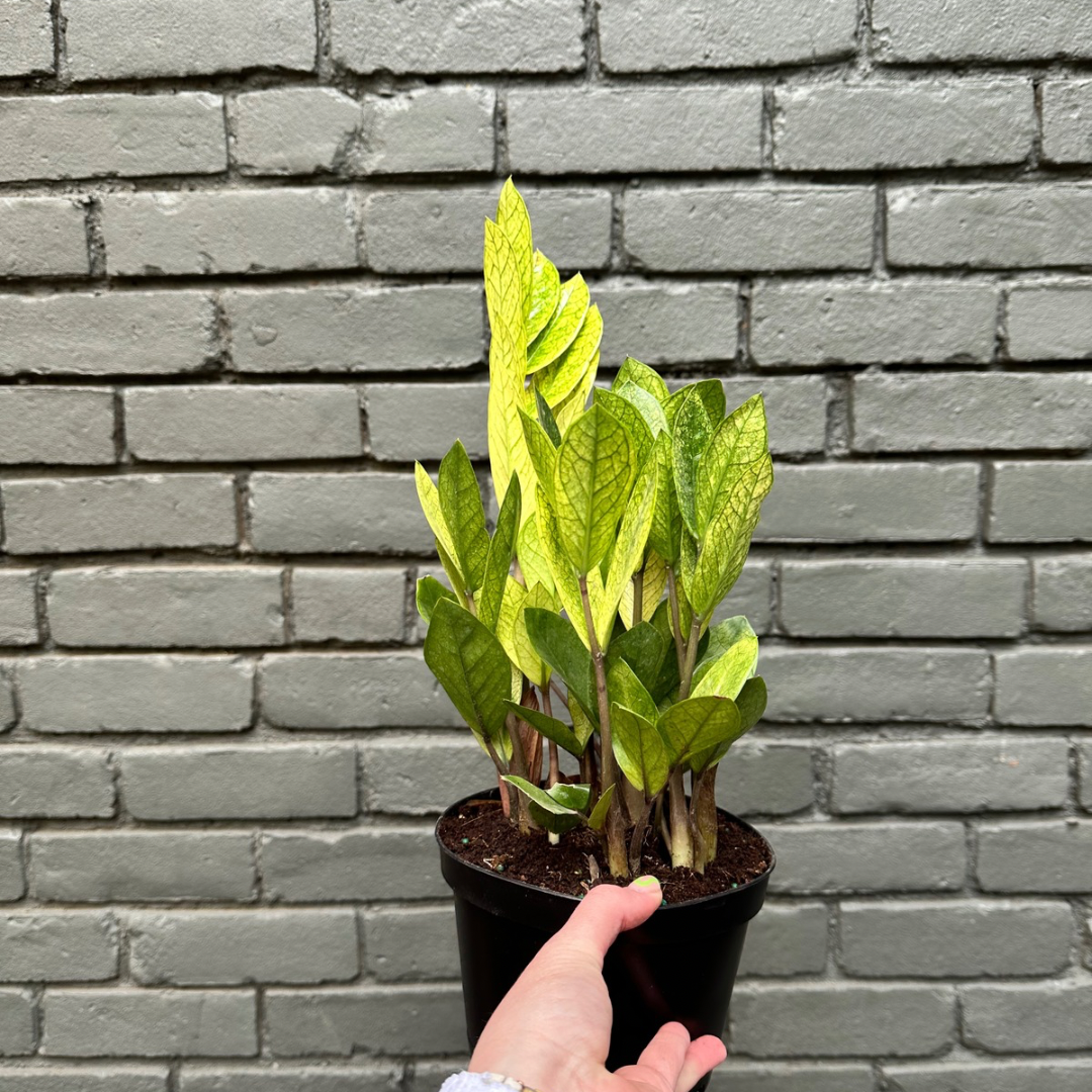 zamioculcas zamiifolia (zz chameleon) zz from flower + furbish Shop now at flower + furbish
